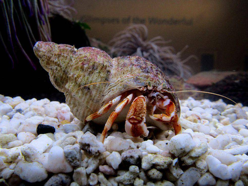 Kepiting Hermit (commons.wikimedia.org/Partonez)