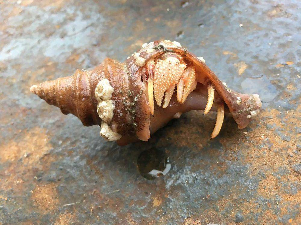 Kepiting Hermit (commons.wikimedia.org/NOAA)
