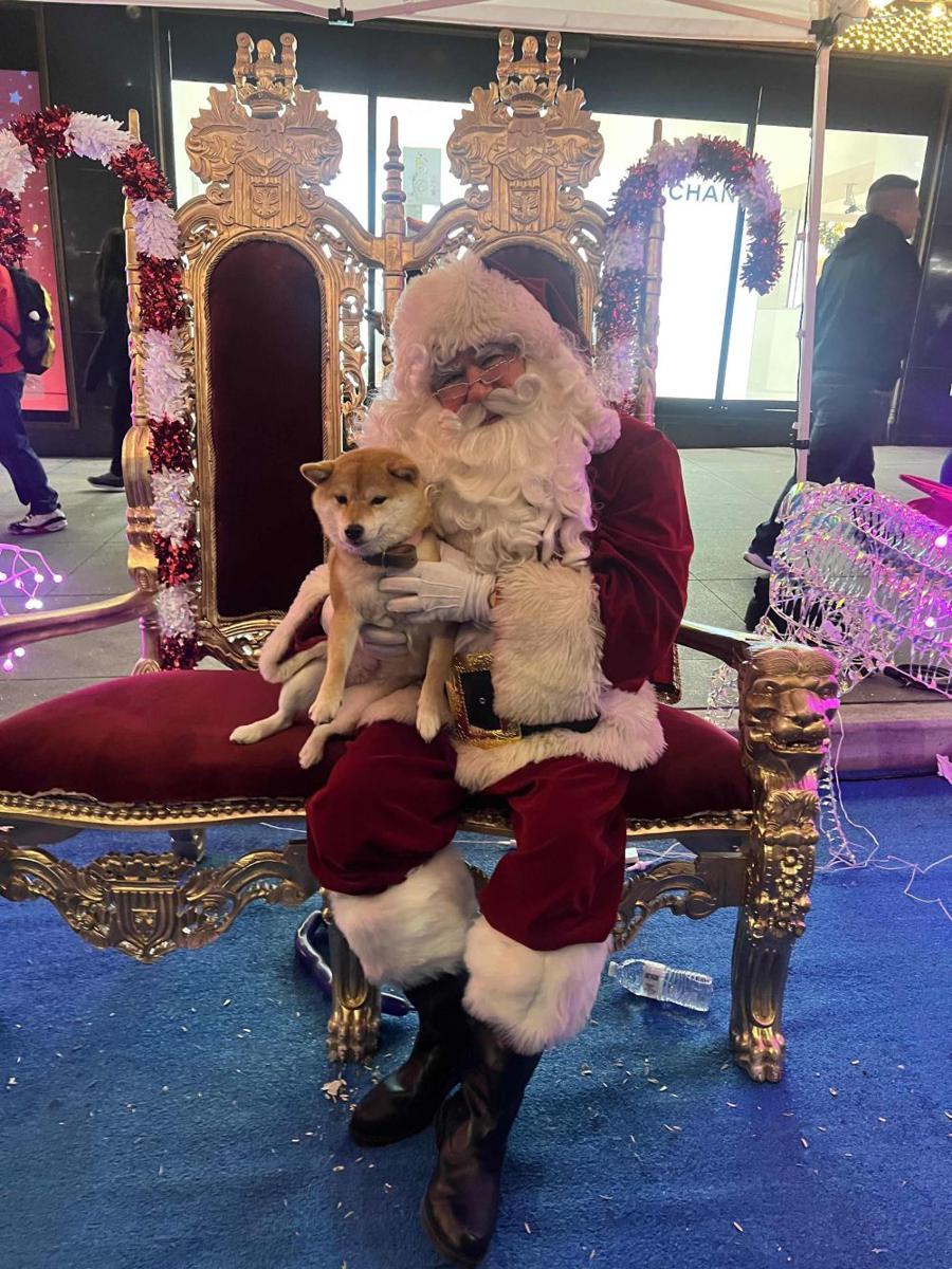 foto gemas Shiba Inu dan Santa Claus (reddit.com/user/shiba_owner987)