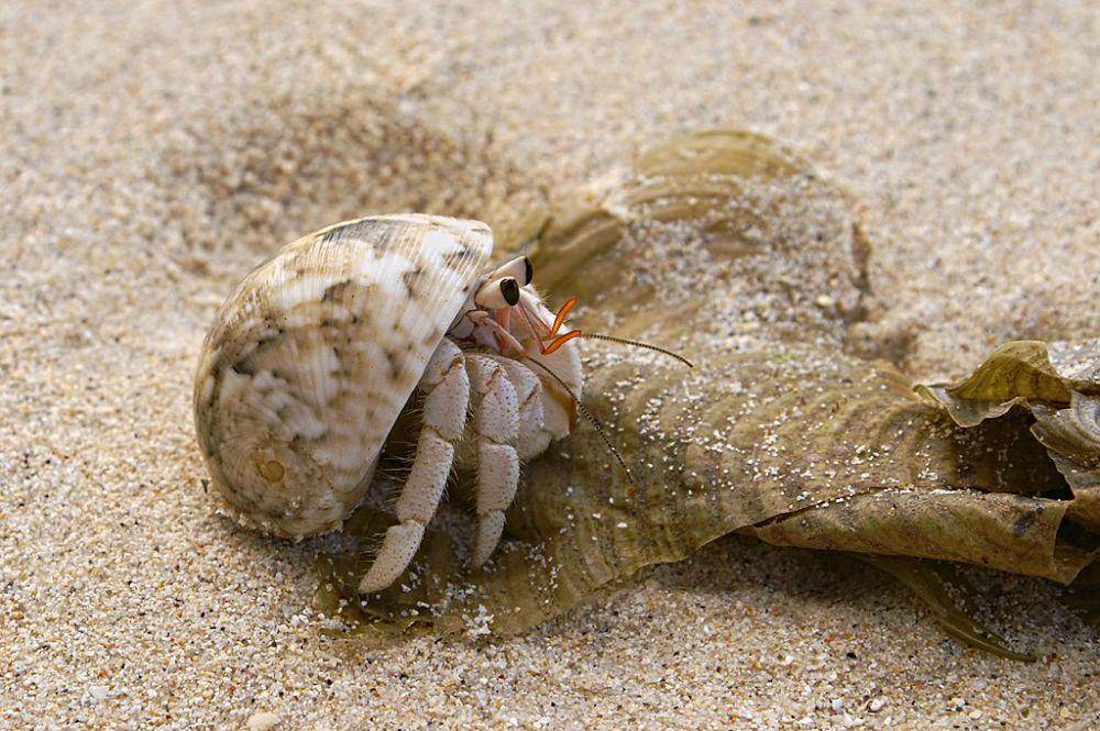 Kepiting Hermit (commons.wikimedia.org/Mozzihh)