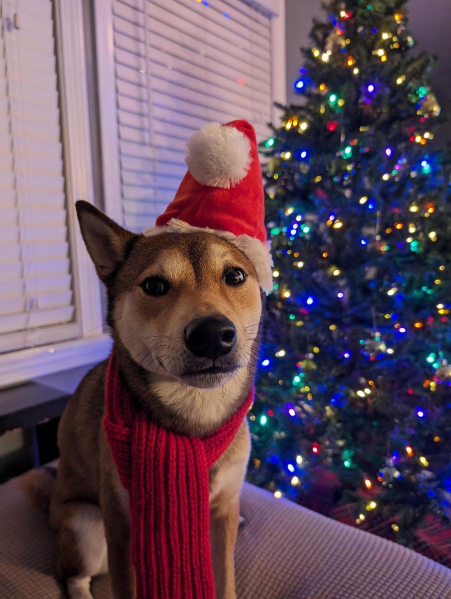 foto gemas Shiba Inu dan Santa Claus (reddit.com/user/ekalino89)