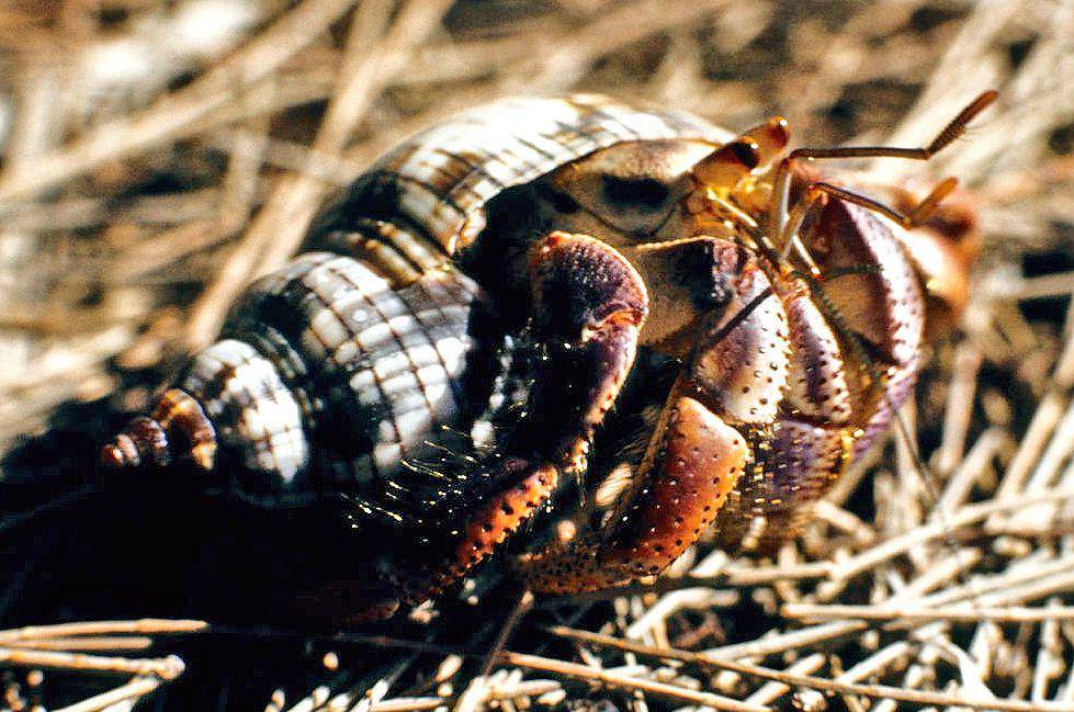 Kepiting Hermit (commons.wikimedia.org/LBM1948)