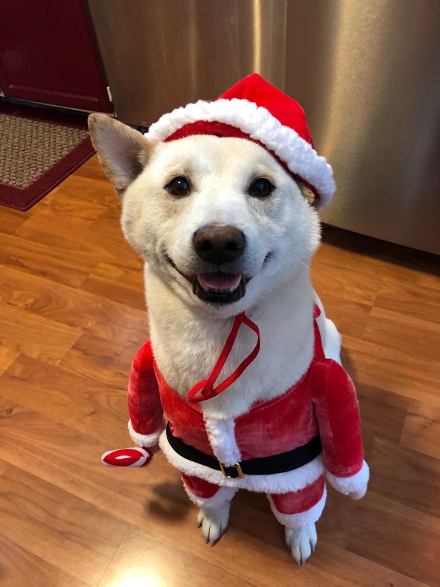 foto gemas Shiba Inu dan Santa Claus (reddit.com/user/PMMeYourShiba)