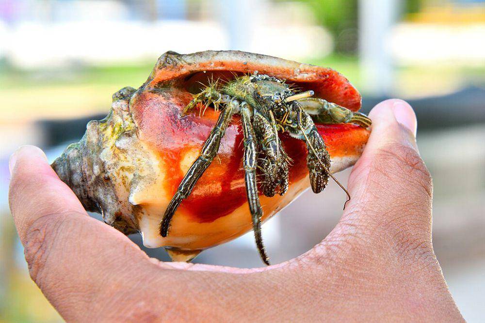 Kepiting Hermit (commons.wikimedia.org/Rene Cortin)
