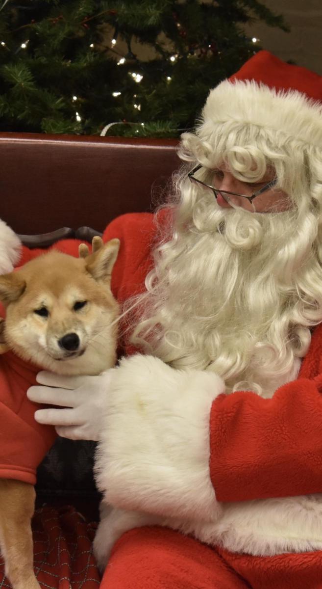 foto gemas Shiba Inu dan Santa Claus (reddit.com/r/shiba)