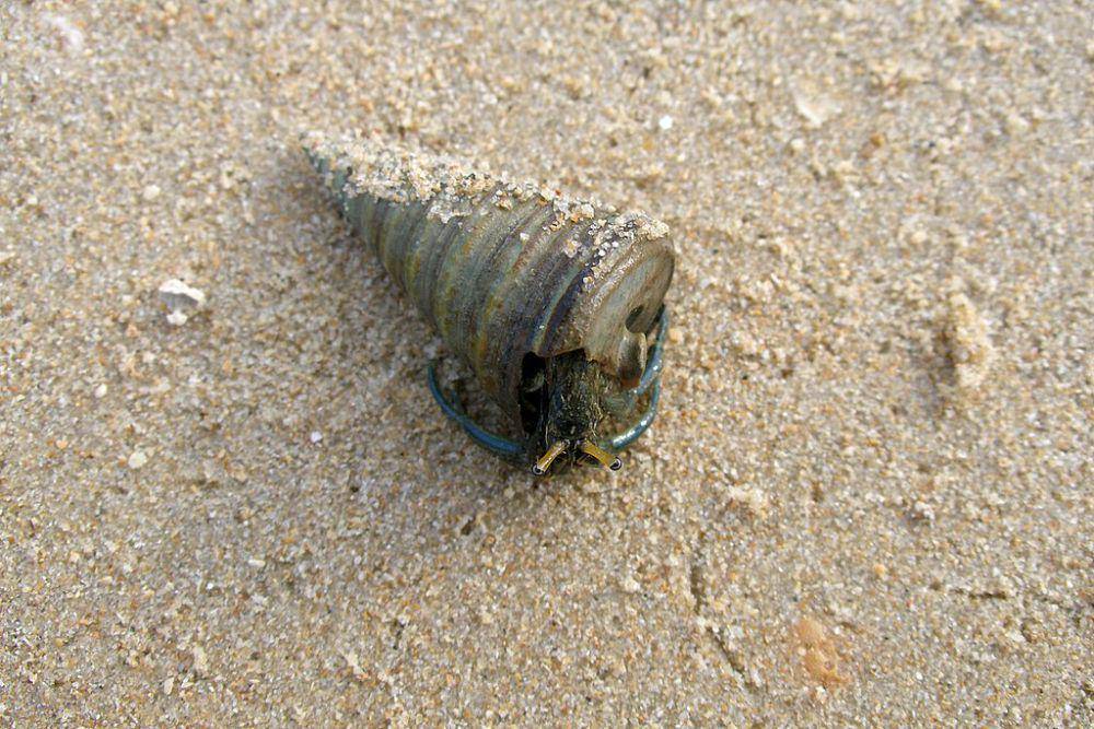 Kepiting Hermit di dalam kerang laut (commons.wikimedia.org/Vyacheslav Argenberg)