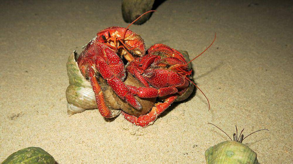 Kepiting Hermit bertarung sengit demi sepotong kelapa (commons.wikimedia.org/Vardhan Patankar)