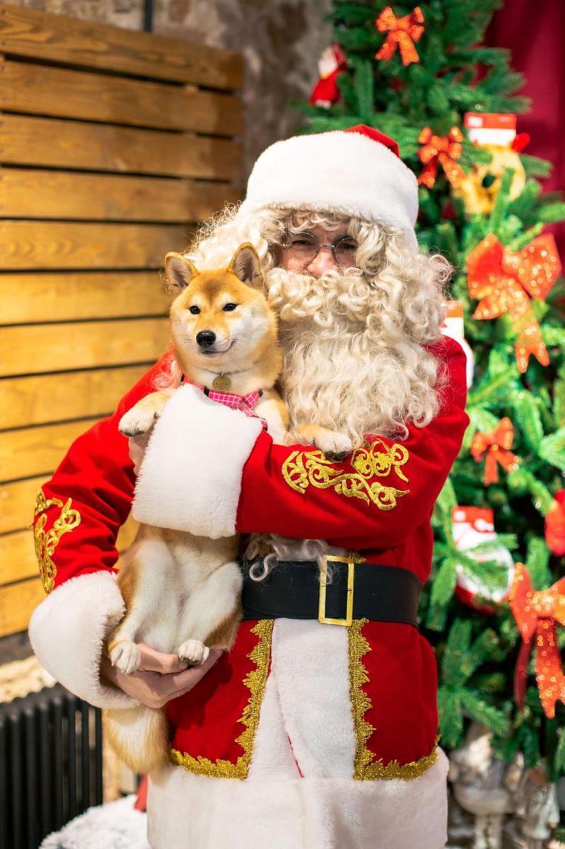 foto gemas Shiba Inu dan Santa Claus (reddit.com/user/ceptou)