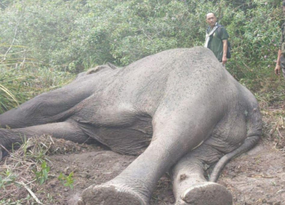 Baik dan Bersahabat, Begini Kondisi Kematian Bangkai Gajah Dugul