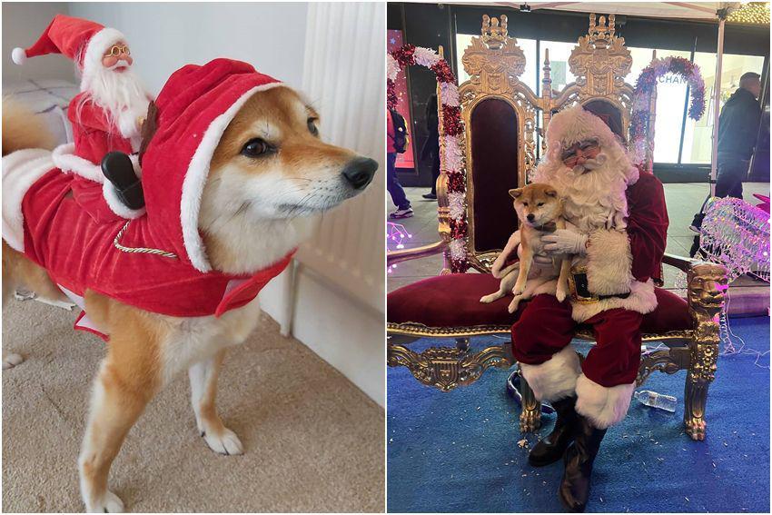 10 Foto Gemas Shiba Inu dan Santa Claus, Kostumnya Lucu-Lucu!