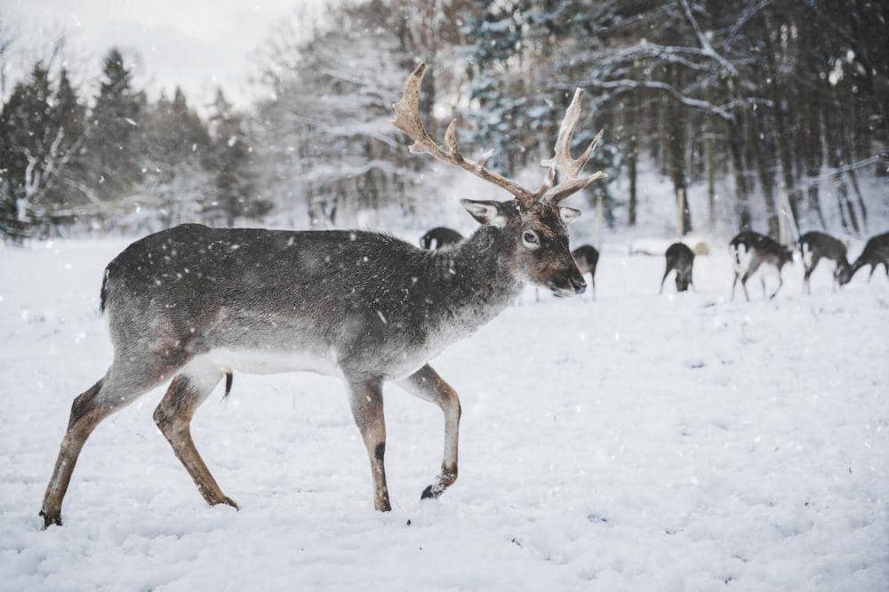 7 Fakta Unik Arctic Reindeer, Bisa Tidur Sambil Makan!