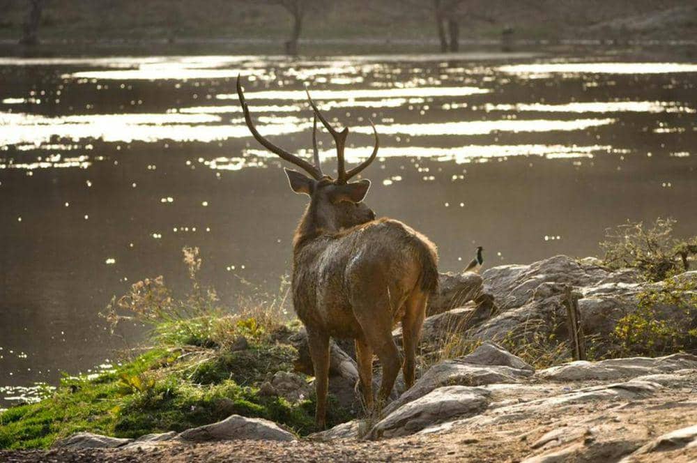 Foto rusa di pinggir sungai (pexels.com/Daiwik Shah)