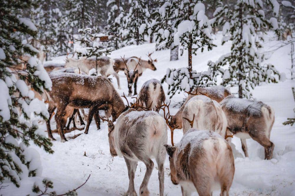 Foto rusa kutub yang sedang melakukan perjalanan (pexels.com/Francesco Ungaro)