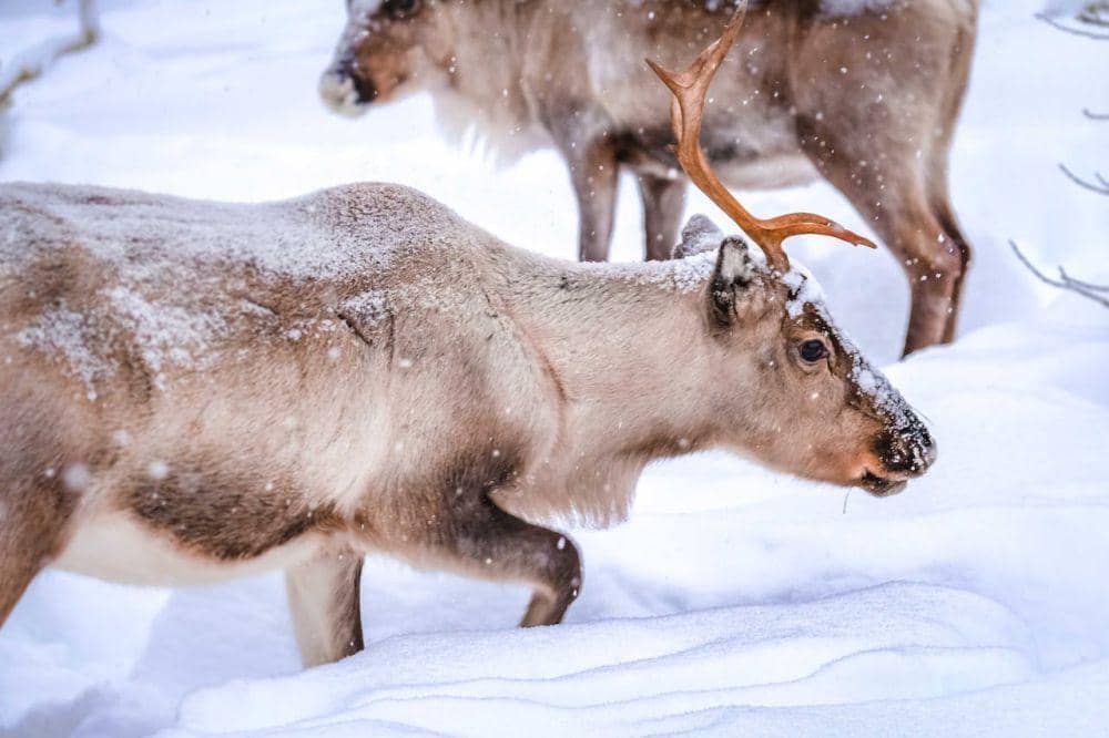 Foto rusa kutub di bantalan salju (pexels.com/Francesco Ungaro)