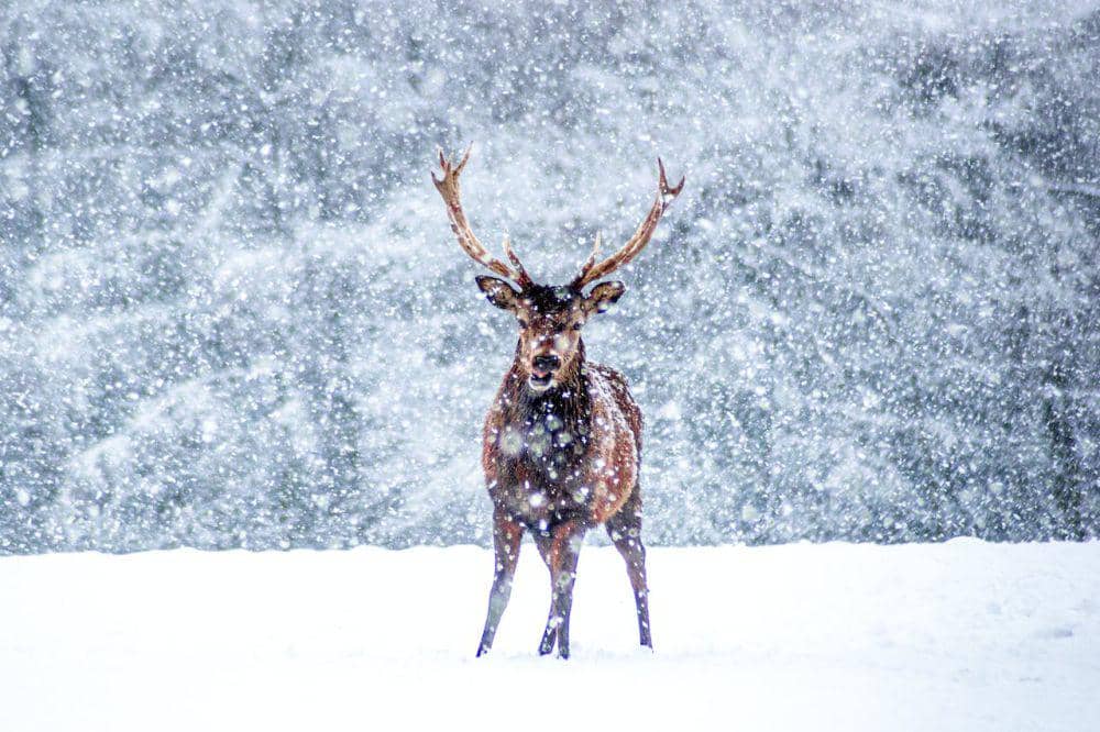 Foto rusa kutub di musim dingin (pexels.com/Lewis Ashton)