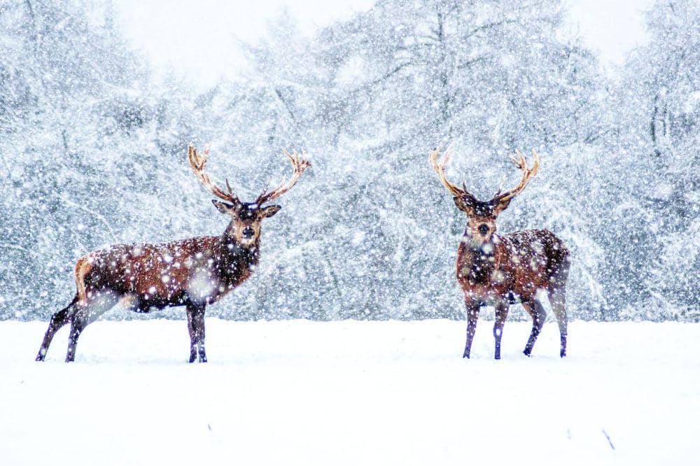 Foto rusa kutub pada musim dingin (pexels.com/Lewis Ashton)