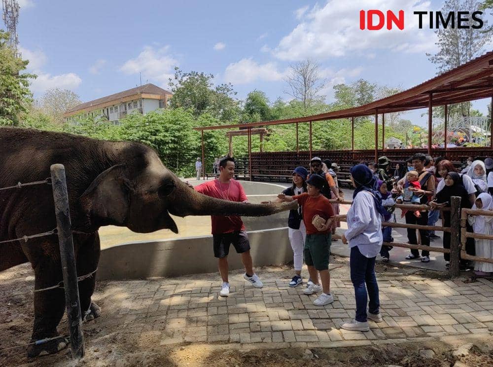 Pengunjung Solo Safari berinteraksi memberi makan gajah. (IDN Times/Larasati Rey)