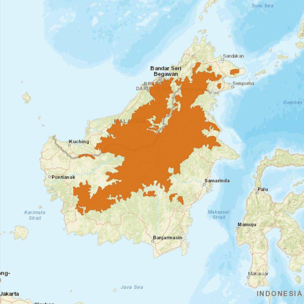 Wilayah penyebaran kucing merah (commons.m.wikimedia.org/BhagyaMani)