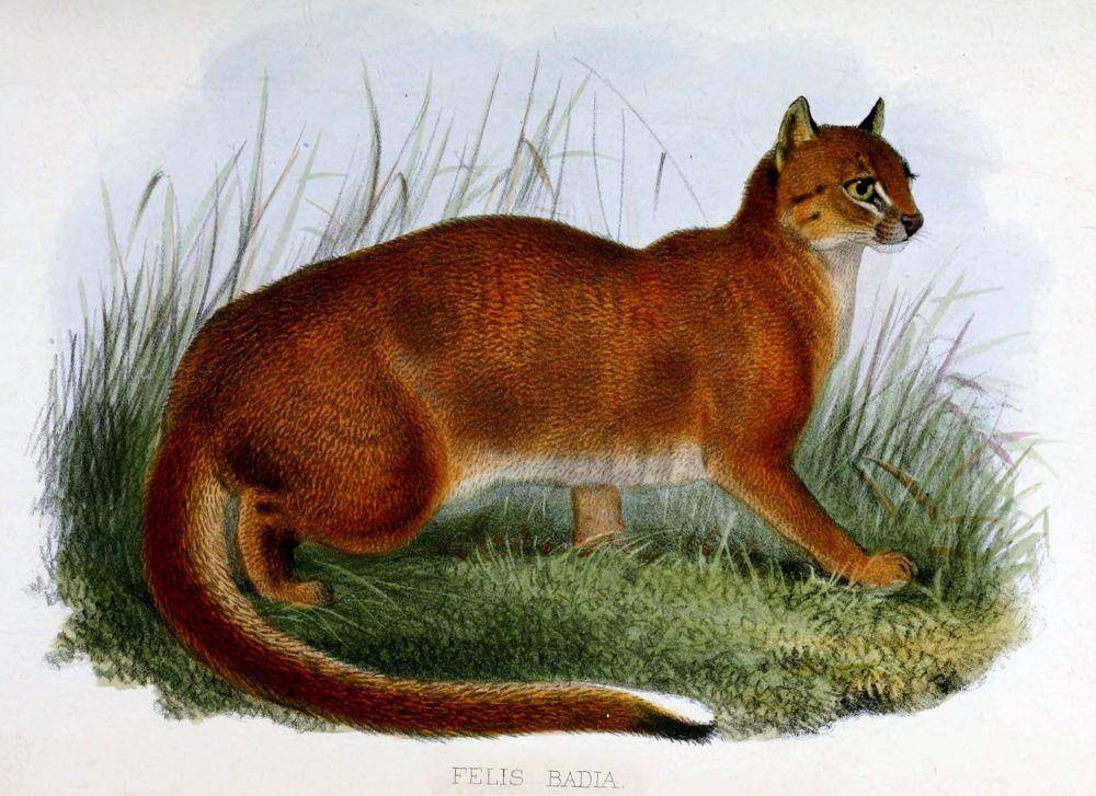 kucing merah kalimantan