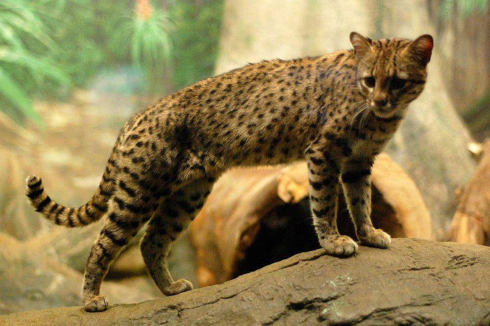 Kucing geoffroy (commons.m.wikimedia.org/Charles Barilleaux)