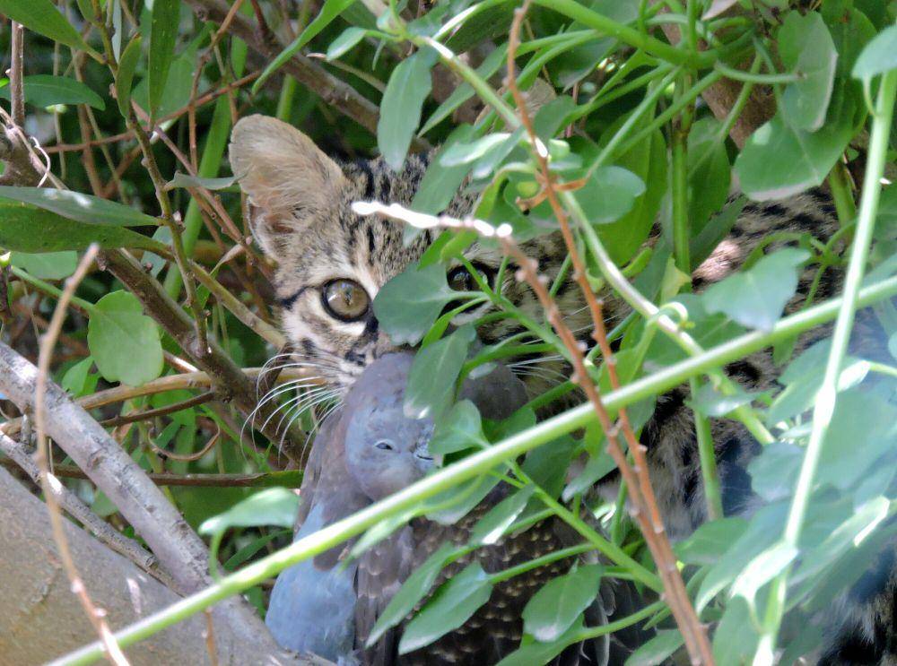 Kucing geoffroy (commons.m.wikimedia.org/Diego Hernan Perez)