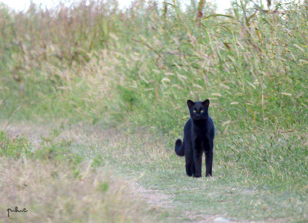 Kucing geoffroy (commons.m.wikimedia.org/Pablo H Capovilla)