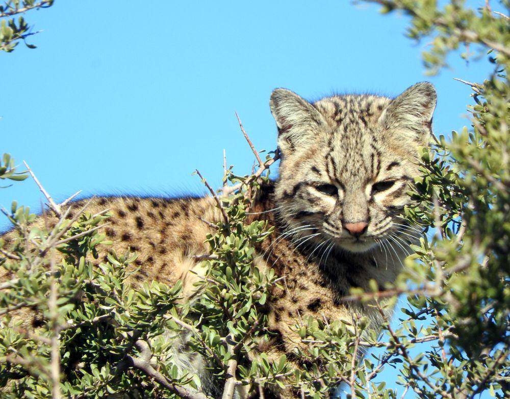 Kucing geoffroy (commons.m.wikimedia.org/Diego Hernan Perez)