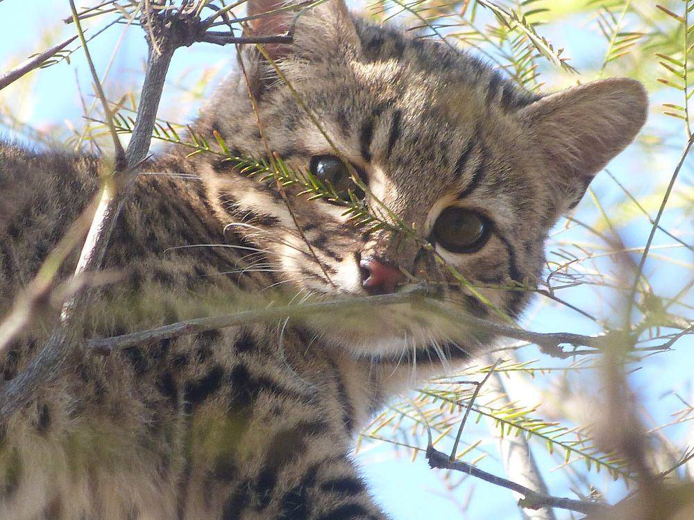 Kucing geoffroy (commons.m.wikimedia.org/Jose Luis Navarro)