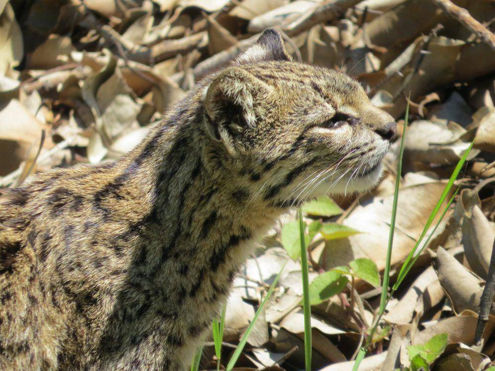 Kucing geoffroy (commons.m.wikimedia.org/Diego Carus)