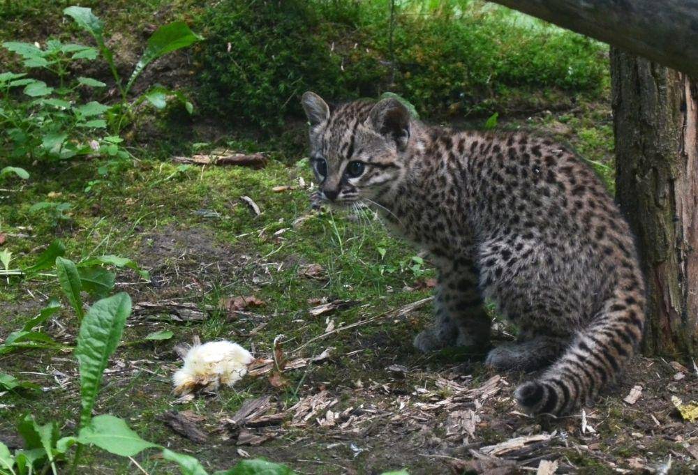 Kucing geoffroy (commons.m.wikimedia.org/Vassil)
