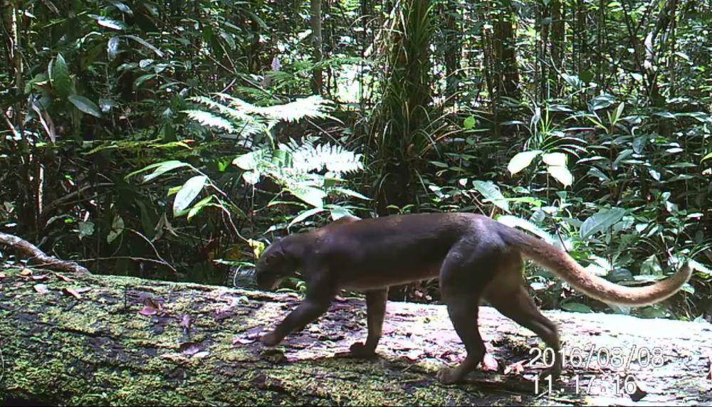 Kucing merah (youtube.com/Borneo Nature Foundation)
