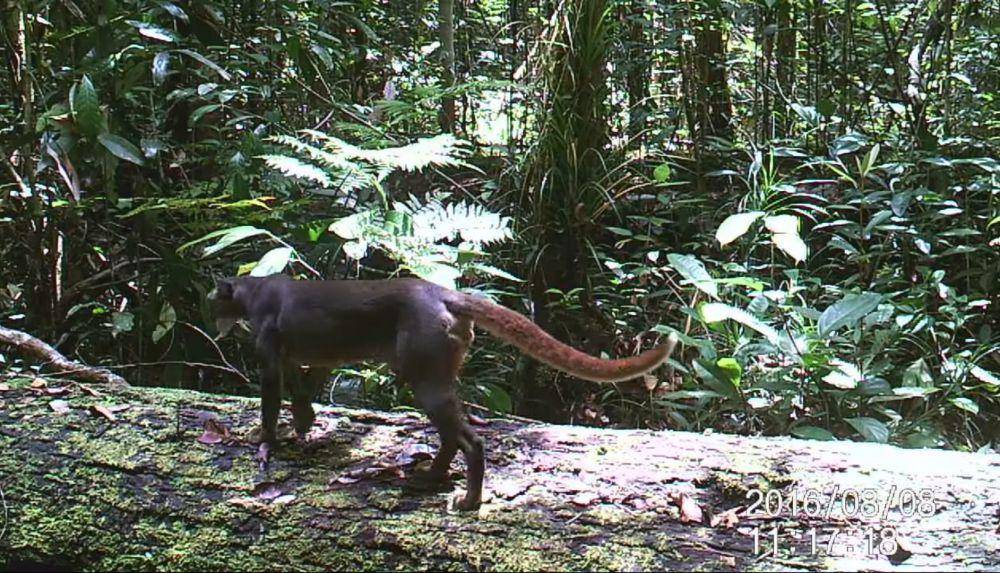 Kucing merah (youtube.com/Borneo Nature Foundation)