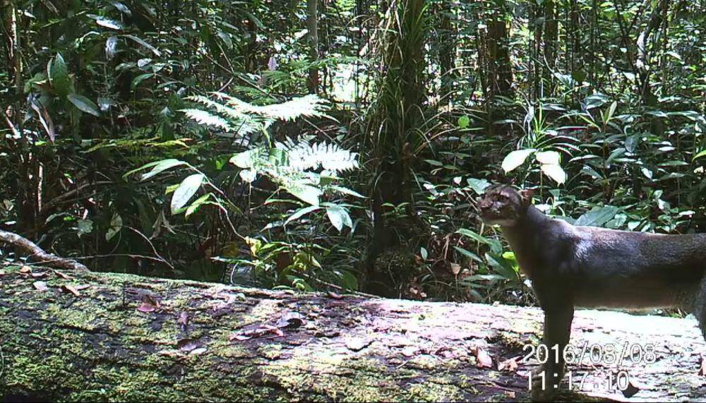 Kucing merah (youtube.com/Borneo Nature Foundation)