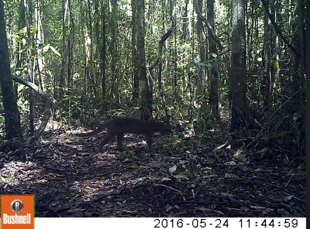 Kucing merah (youtube.com/One Forest Project)