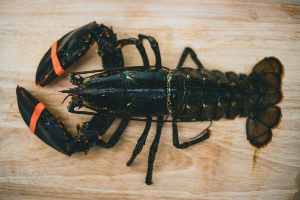 ilustrasi lobster (pexels.com/