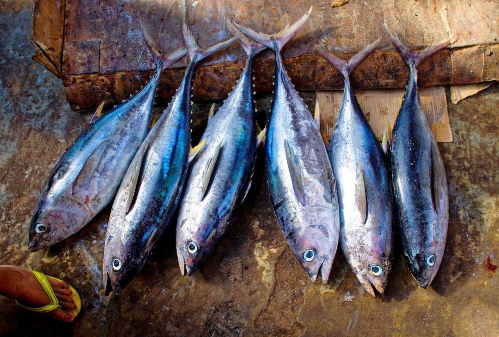 ilustrasi ikan tuna (pixabay.com/27707)