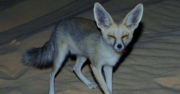 5 Fakta Menarik Ruppell's Fox, Rubah yang Hidup di Dua Benua!