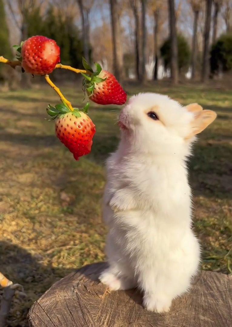 potret gemas kelinci lagi makan (reddit.com/user/Killallplayers07)