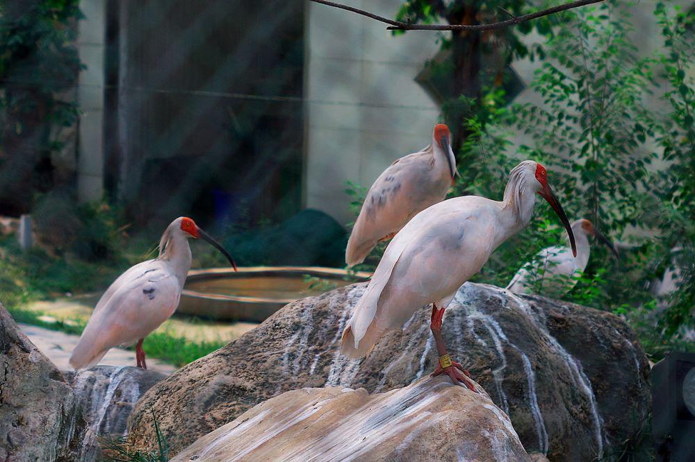 Ibis jambul Jepang hidup teritorial dan berkelompok (commons.wikimedia.org/Danielinblue)