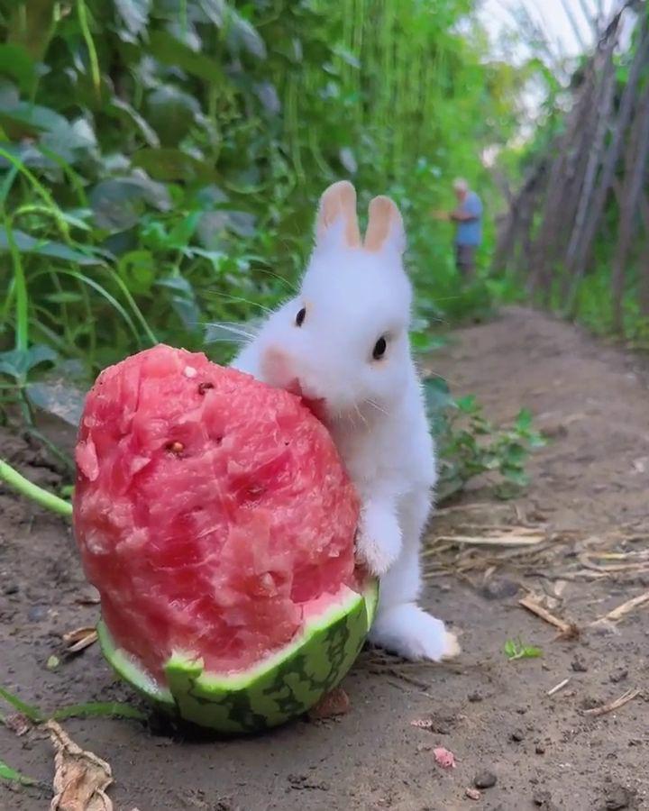 potret gemas kelinci lagi makan (reddit.com/user/bemydaddy36)