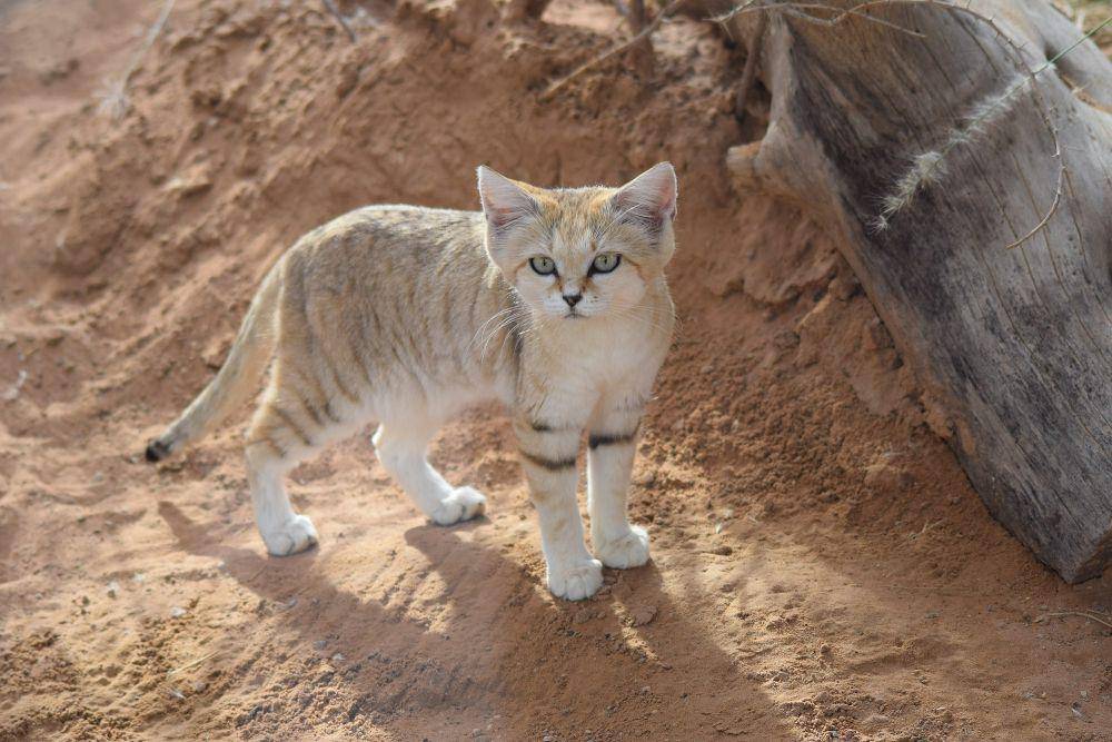Kucing pasir (commons.m.wikimedia.org/Rajith-chemmad)