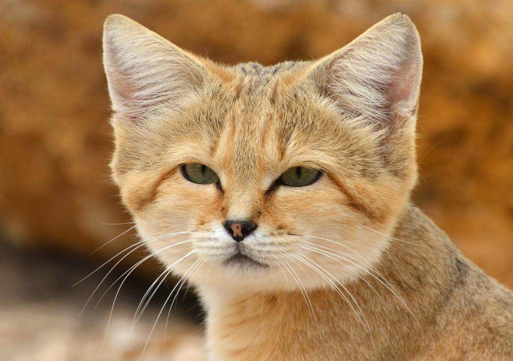 Kucing pasir (commons.m.wikimedia.org/Clement Bardot)