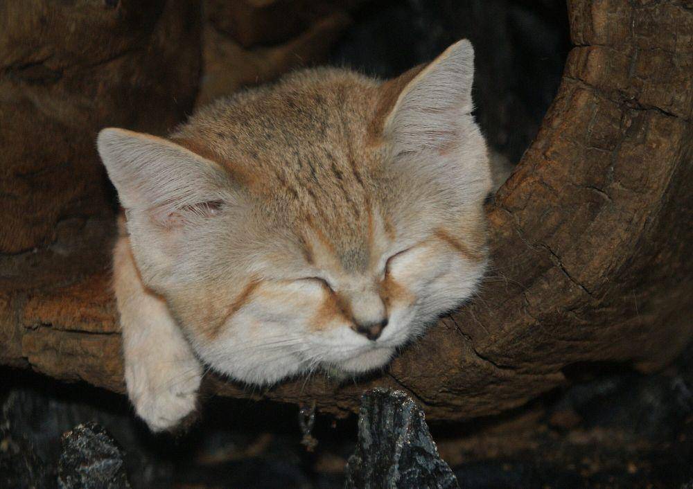 Kucing pasir (commons.m.wikimedia.org/TimVickers)