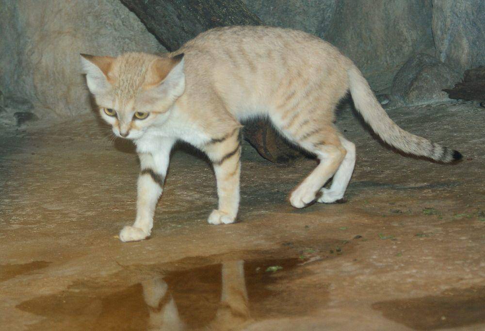 Kucing pasir (commons.m.wikimedia.org/TimVickers)