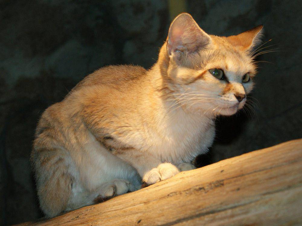 Kucing pasir (commons.m.wikimedia.org/TimVickers)