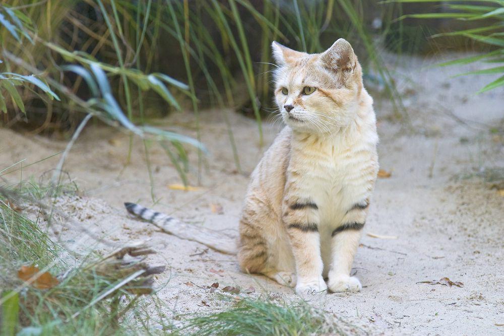 8 Fakta Unik Kucing Pasir, Penghuni Gurun yang Sulit Dideteksi!