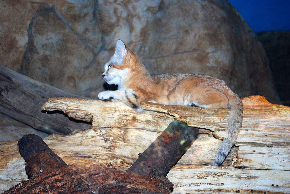 Kucing pasir (commons.m.wikimedia.org/Ronincmc)