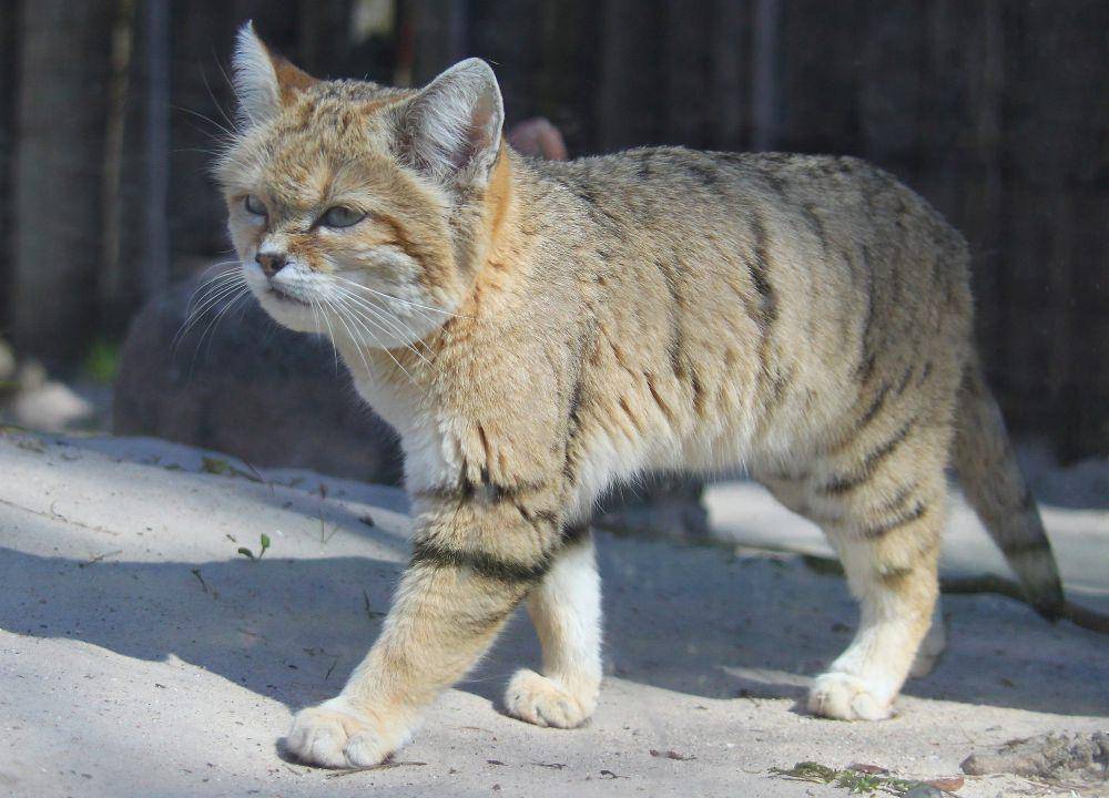 Kucing pasir (commons.m.wikimedia.org/Malene Thyssen)