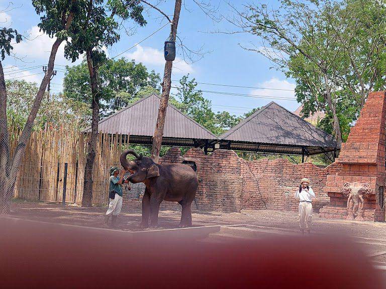 Solo Safari (google/maps/erlan family)