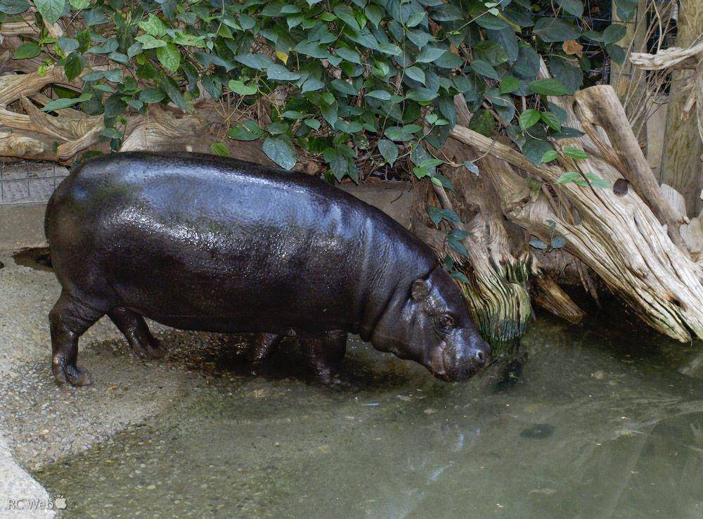 Choeropsis liberiensis (flickr.com/Randolph Croft)